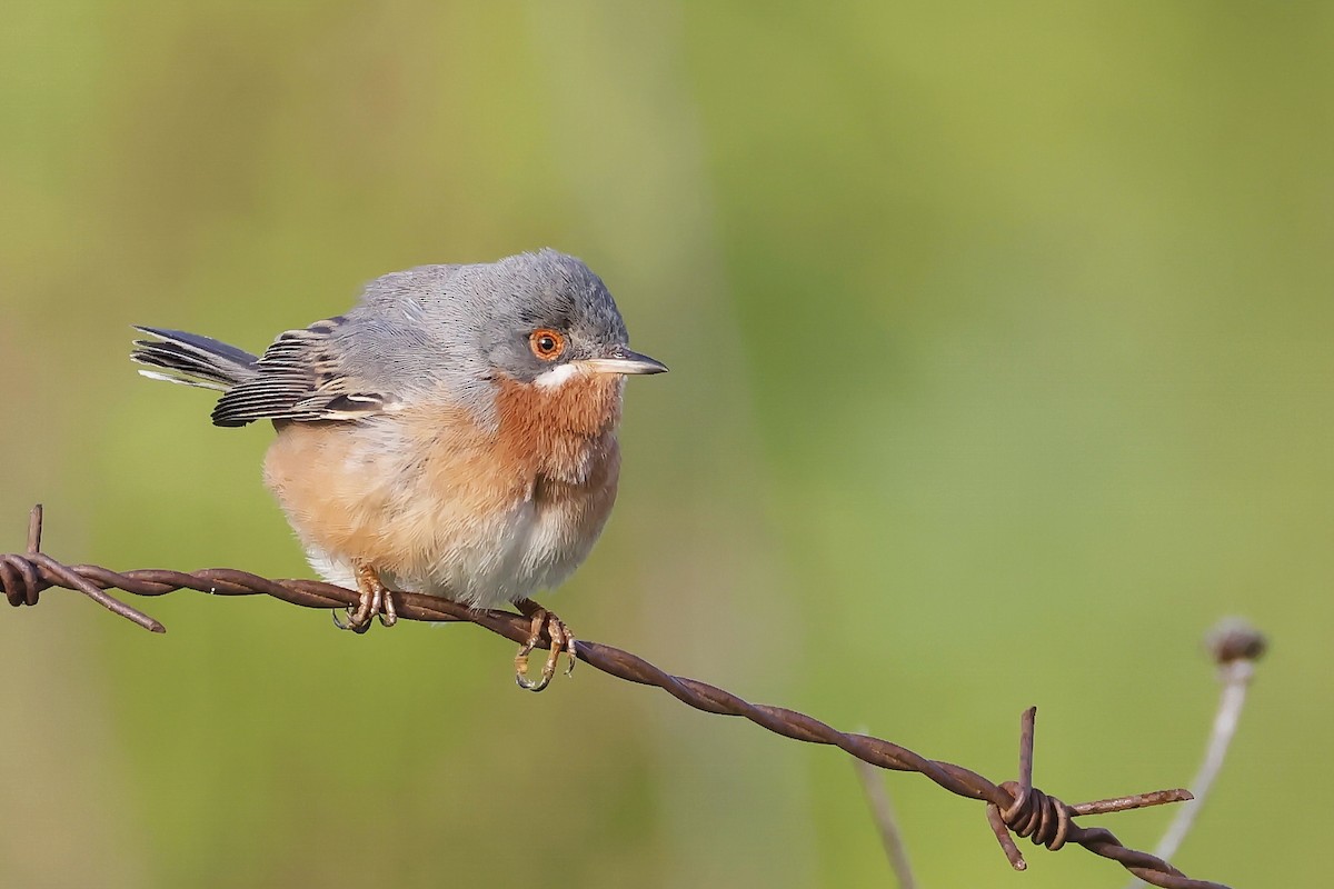 Western Subalpine Warbler - ML646580922