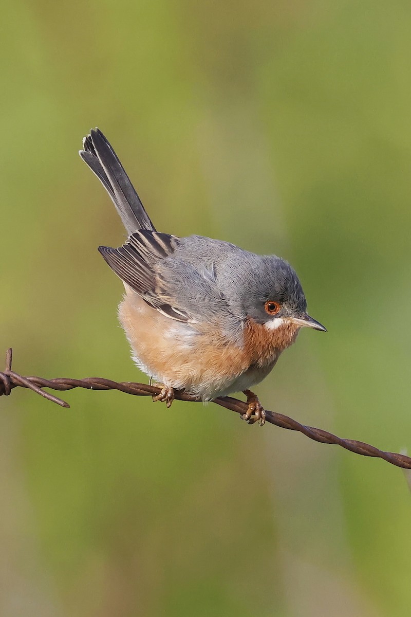 Western Subalpine Warbler - ML646580923