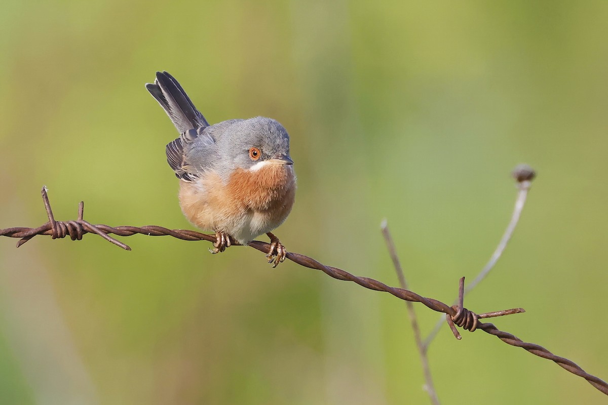 Western Subalpine Warbler - ML646580924