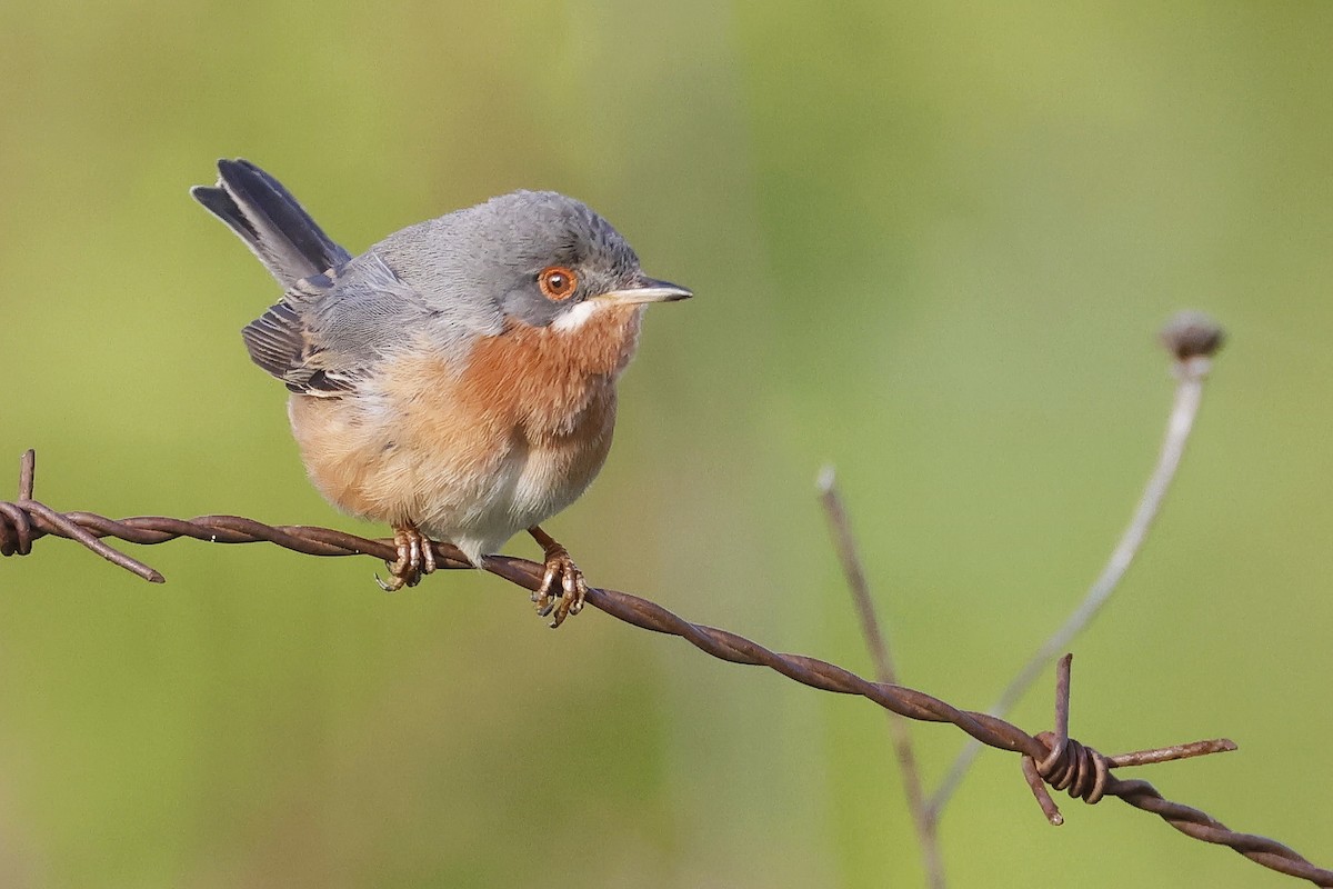 Western Subalpine Warbler - ML646580925