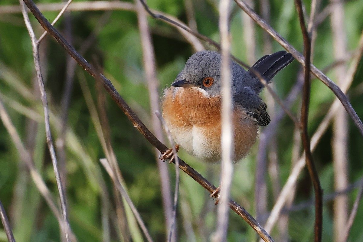 Western Subalpine Warbler - ML646580926