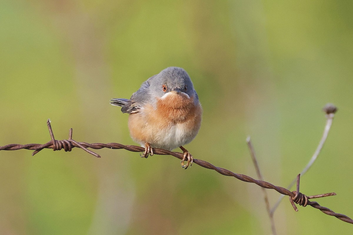 Western Subalpine Warbler - ML646580927