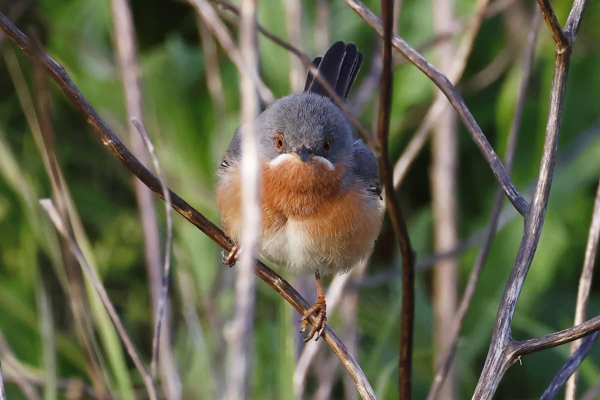 Western Subalpine Warbler - ML646580928