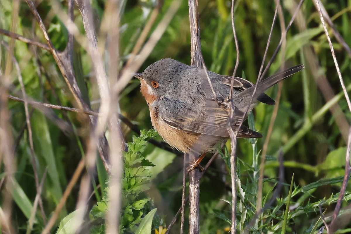 Western Subalpine Warbler - ML646580929