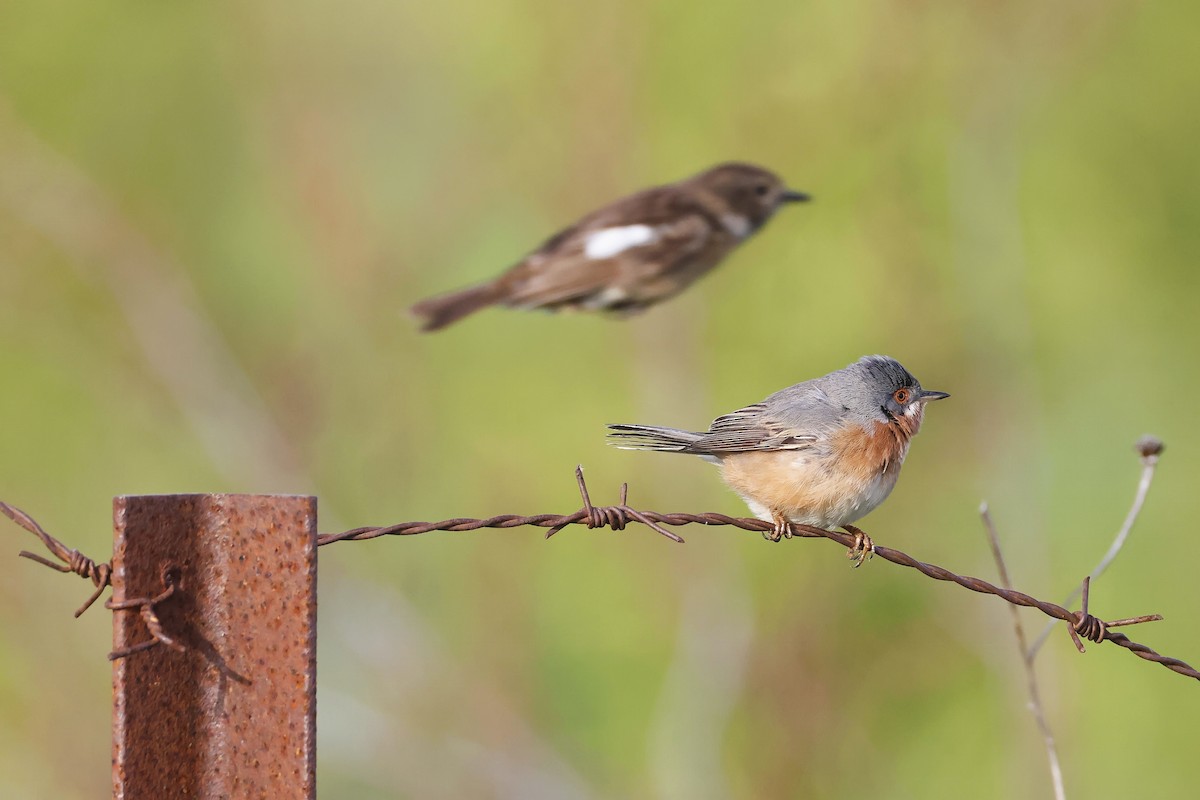 Western Subalpine Warbler - ML646580930