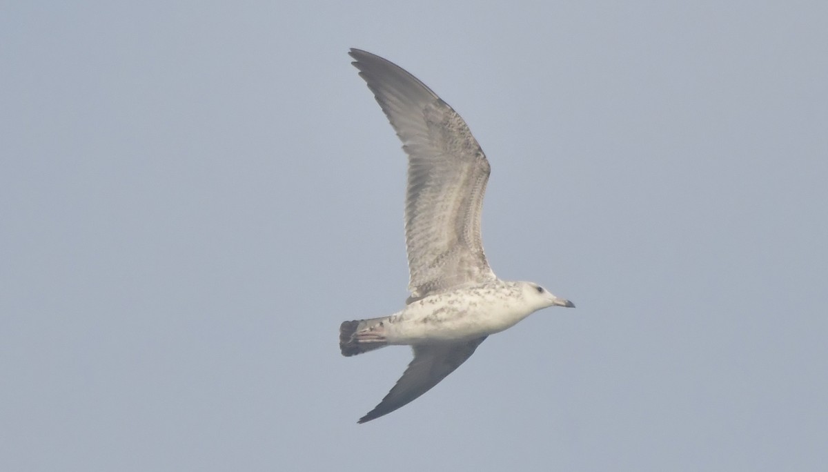 Lesser Black-backed Gull - ML646580935