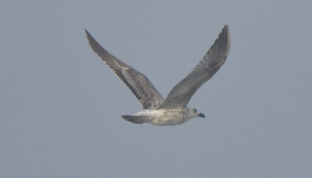 Lesser Black-backed Gull - ML646580936