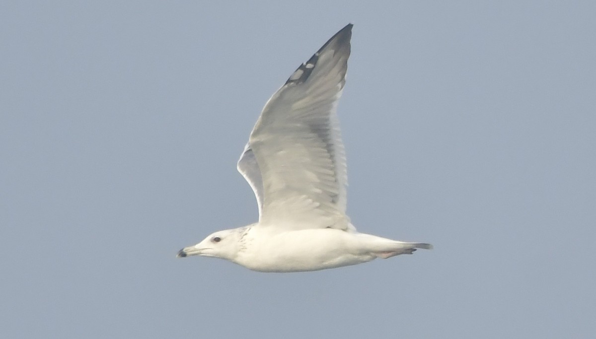 Lesser Black-backed Gull - ML646580937