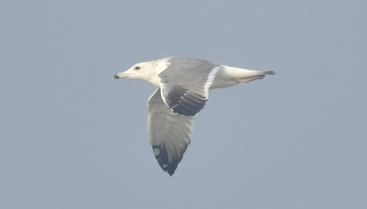 Lesser Black-backed Gull - ML646580938