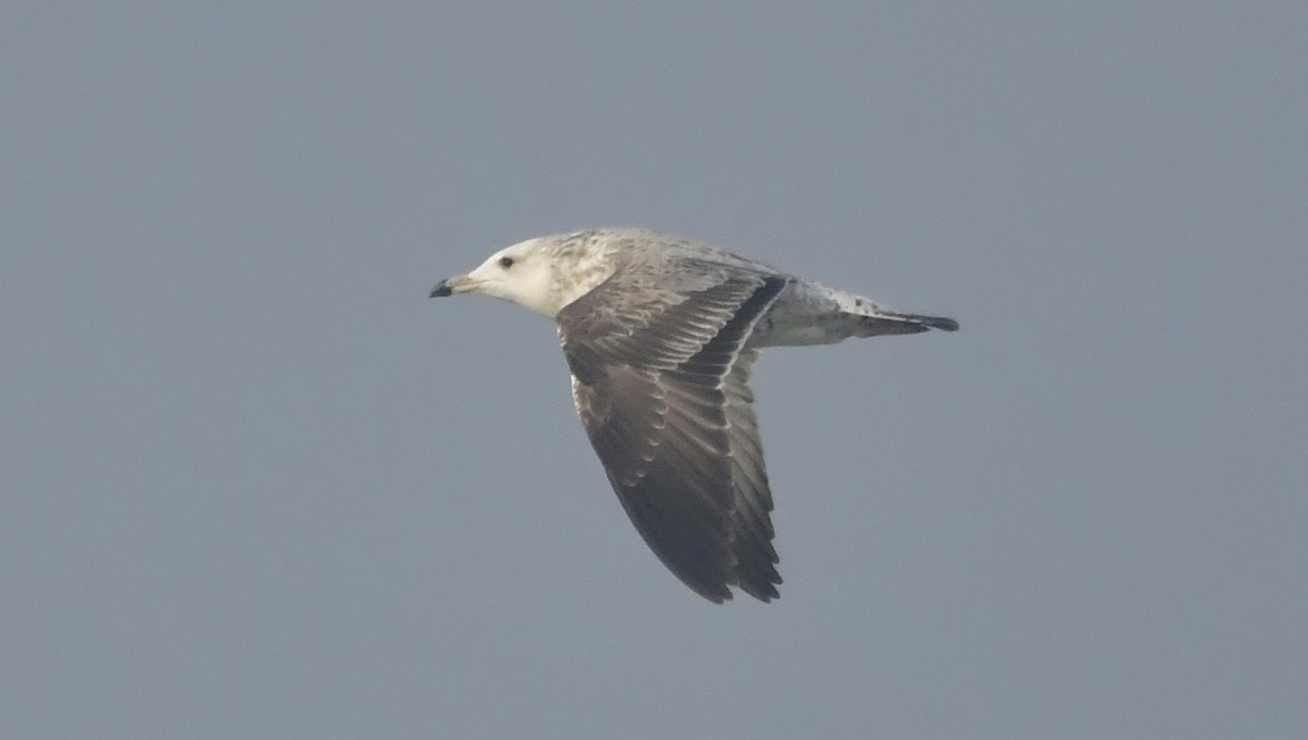 Lesser Black-backed Gull - ML646580939