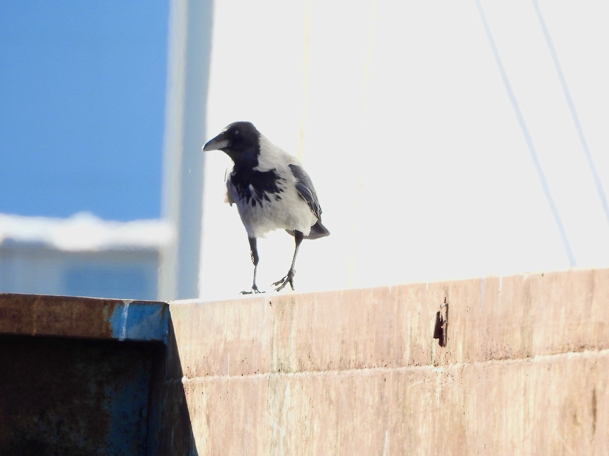 עורב אפור - ML646580942