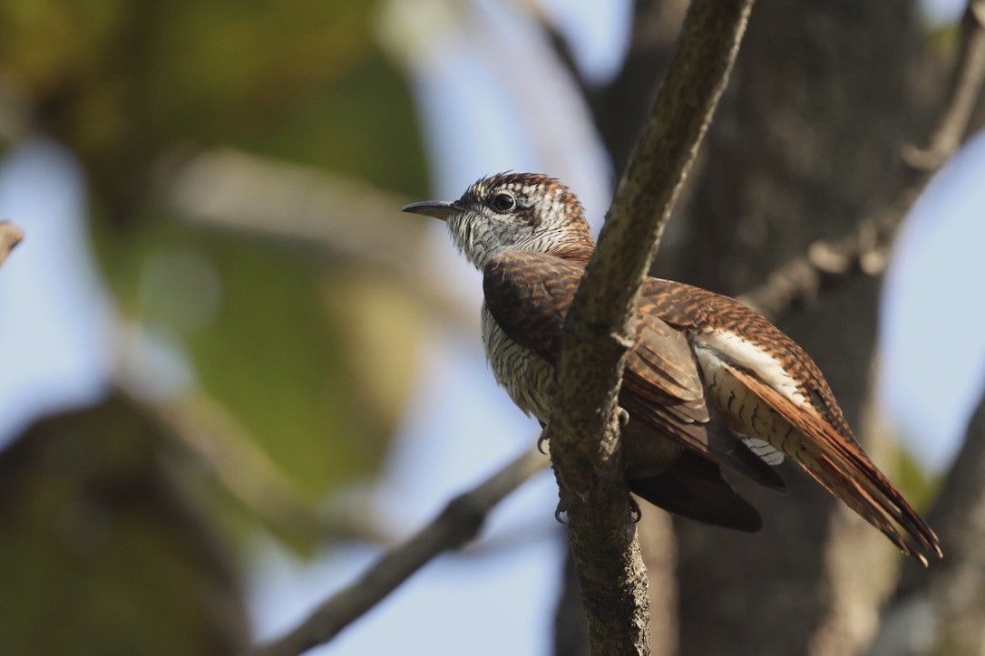 Banded Bay Cuckoo - ML646580944
