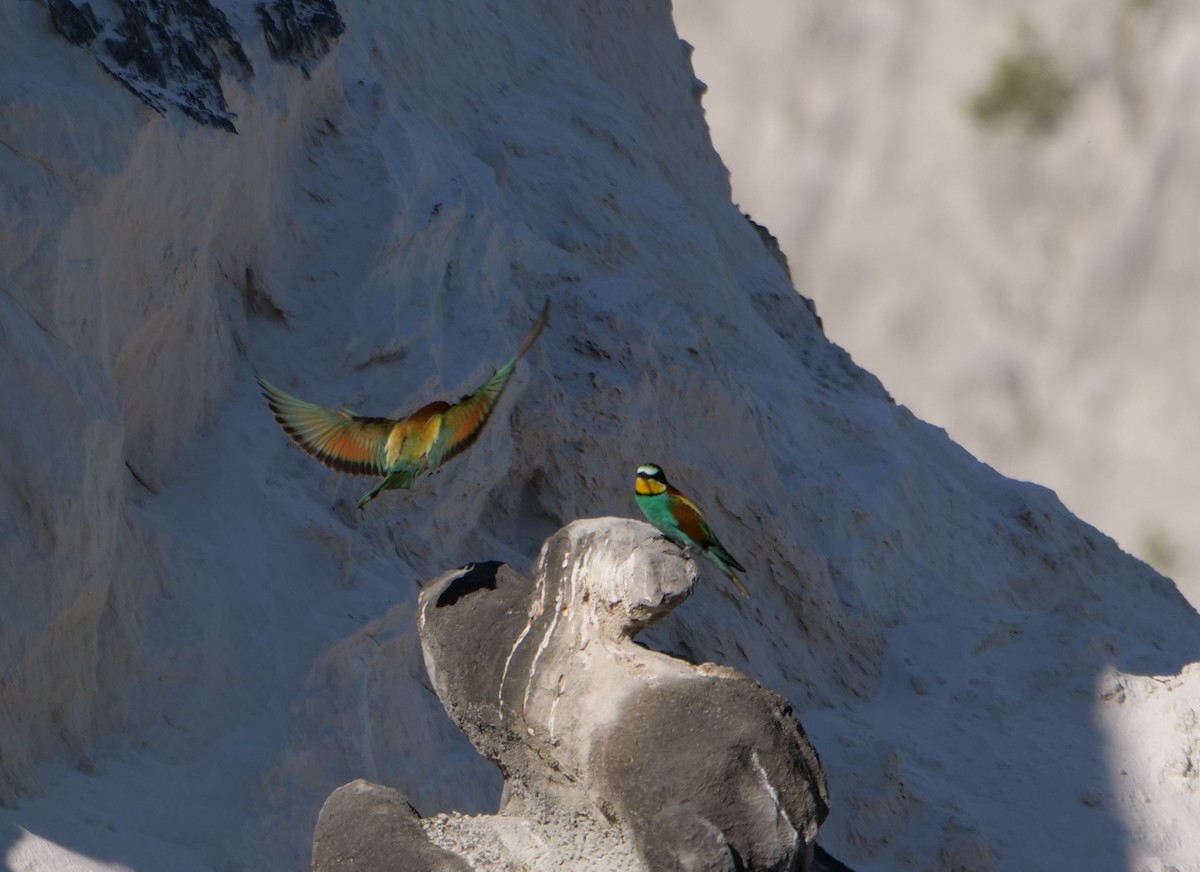 Шарга зөгийч - ML646580945