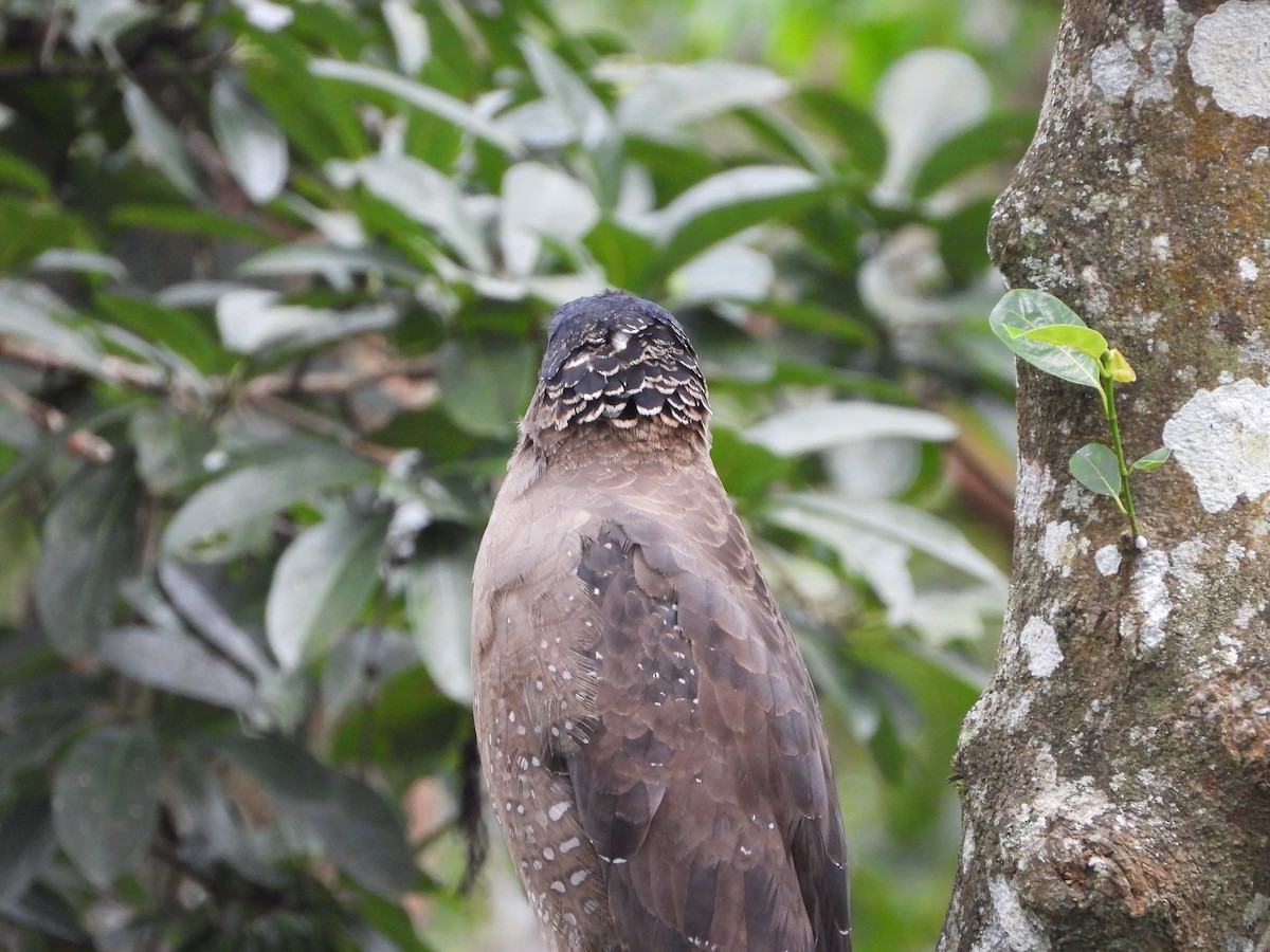 Crested Serpent-Eagle - ML646580946