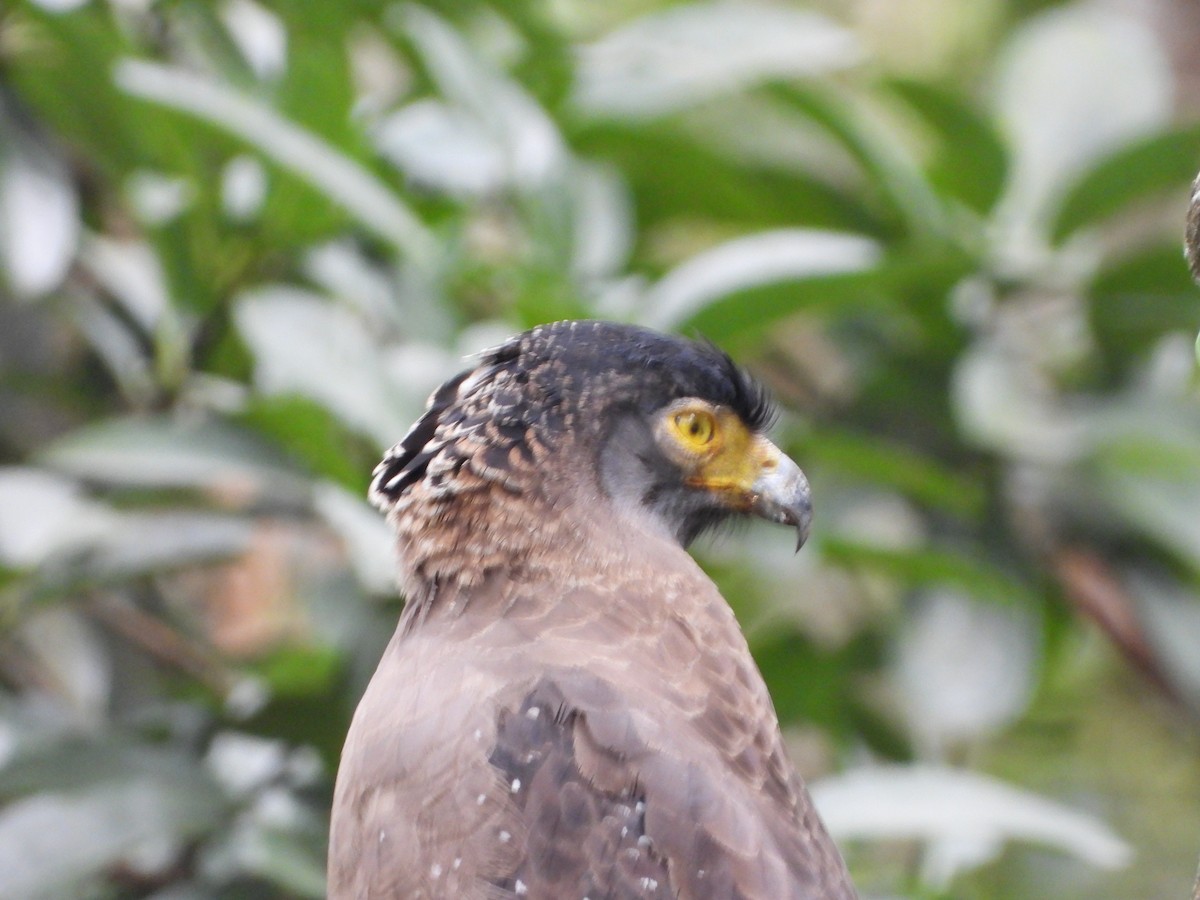 Crested Serpent-Eagle - ML646580949