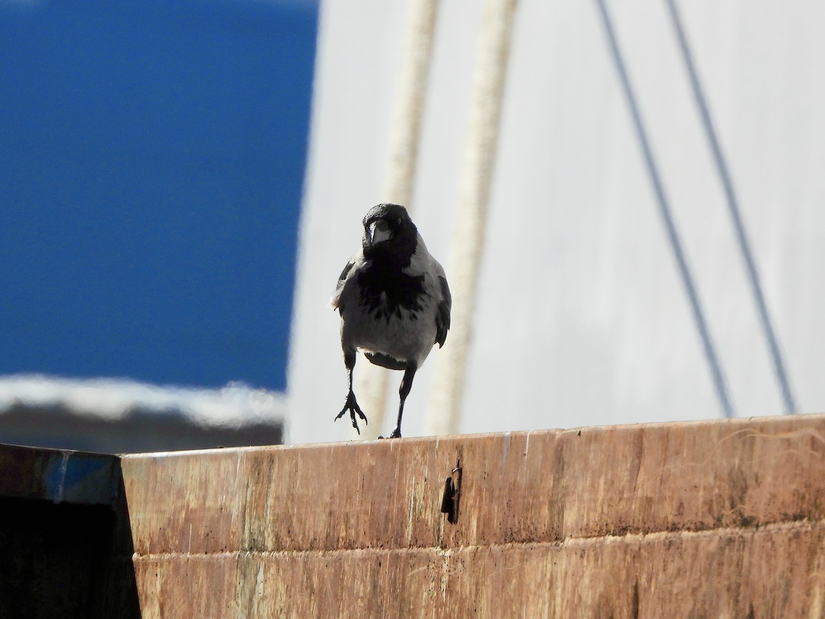 עורב אפור - ML646580950