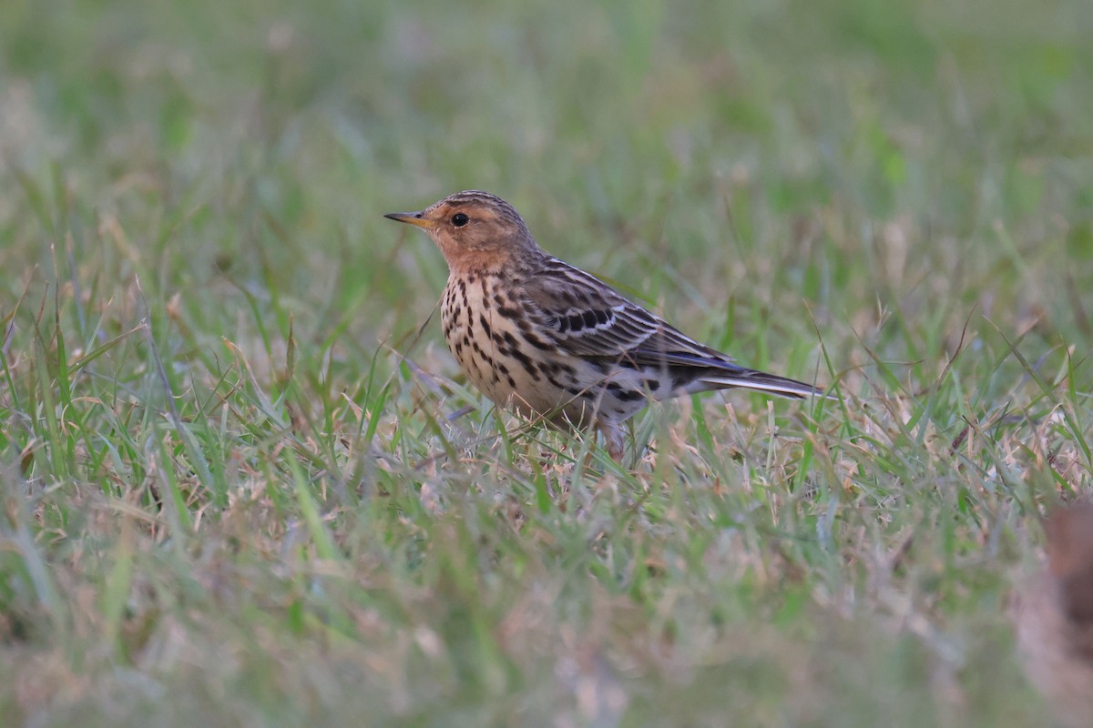 Red-throated Pipit - ML646580951