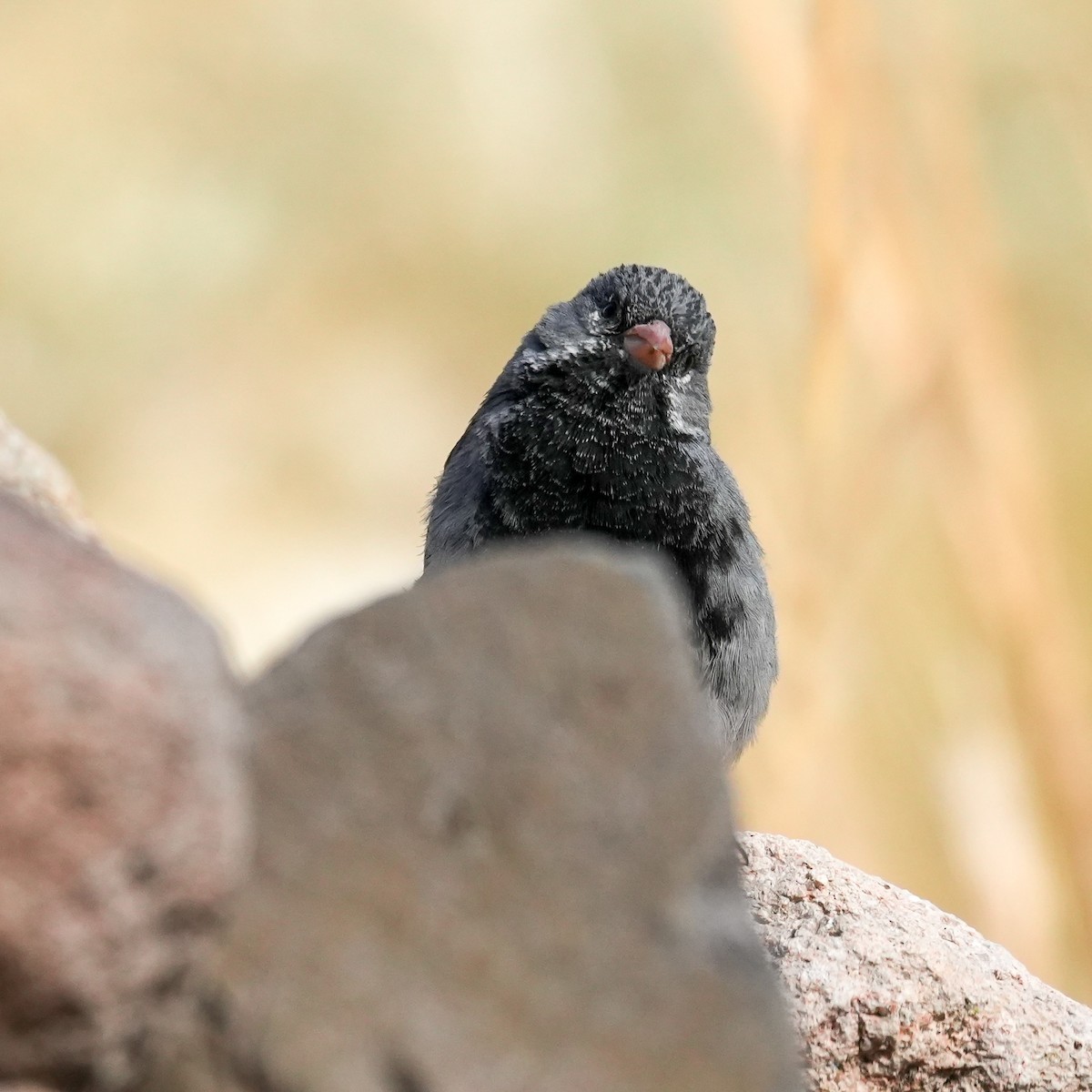 Mourning Sierra Finch - ML646580956