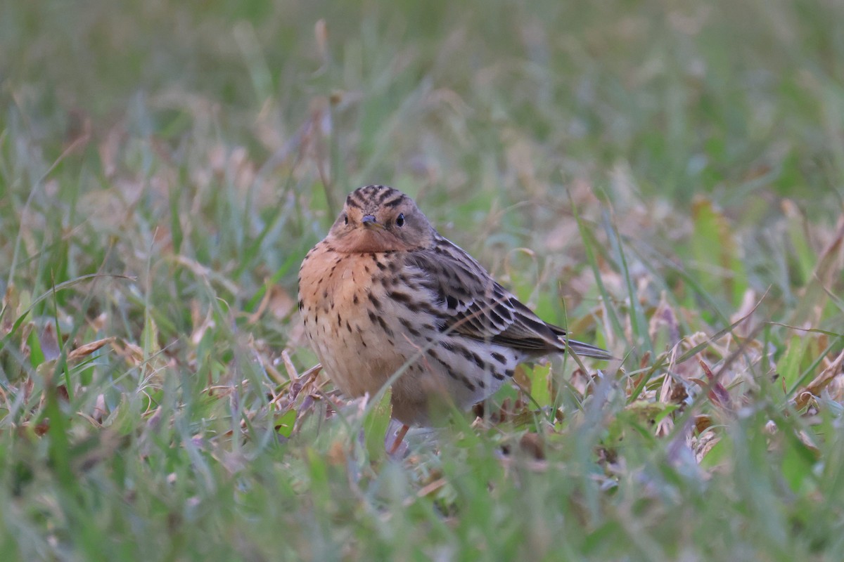 Red-throated Pipit - ML646580959