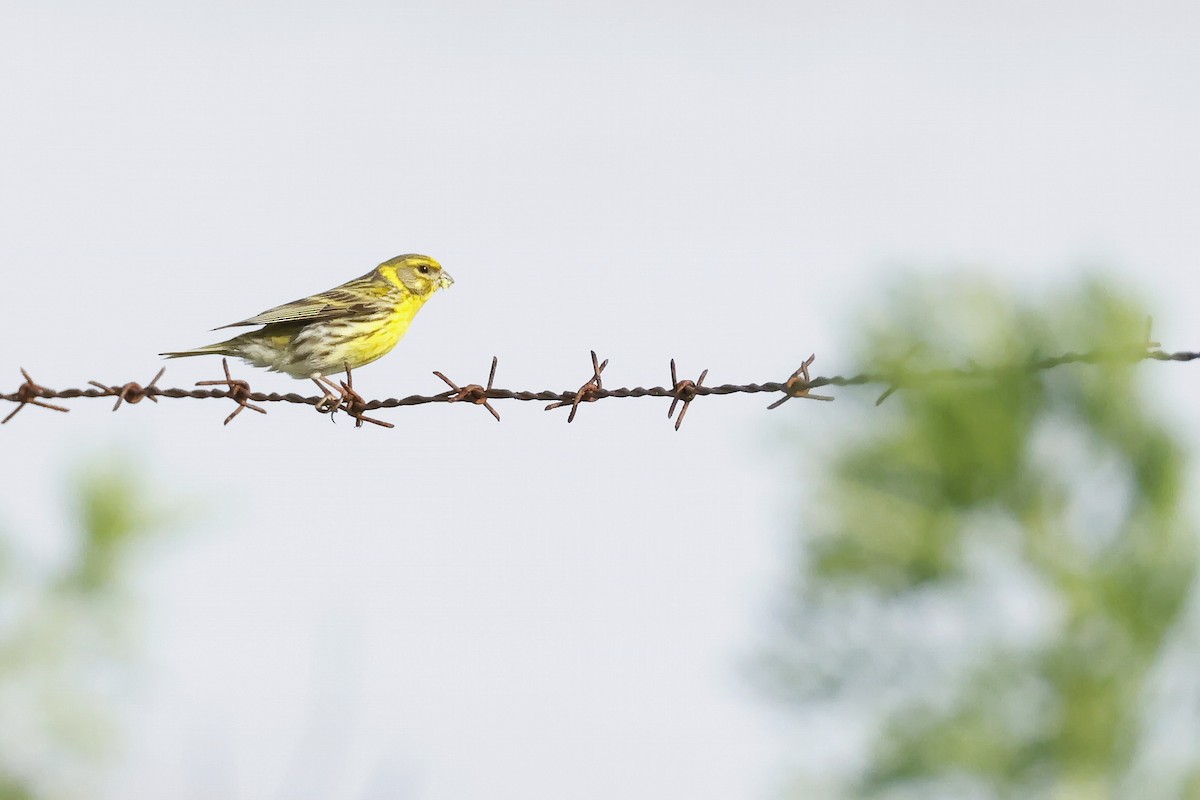 European Serin - ML646580960
