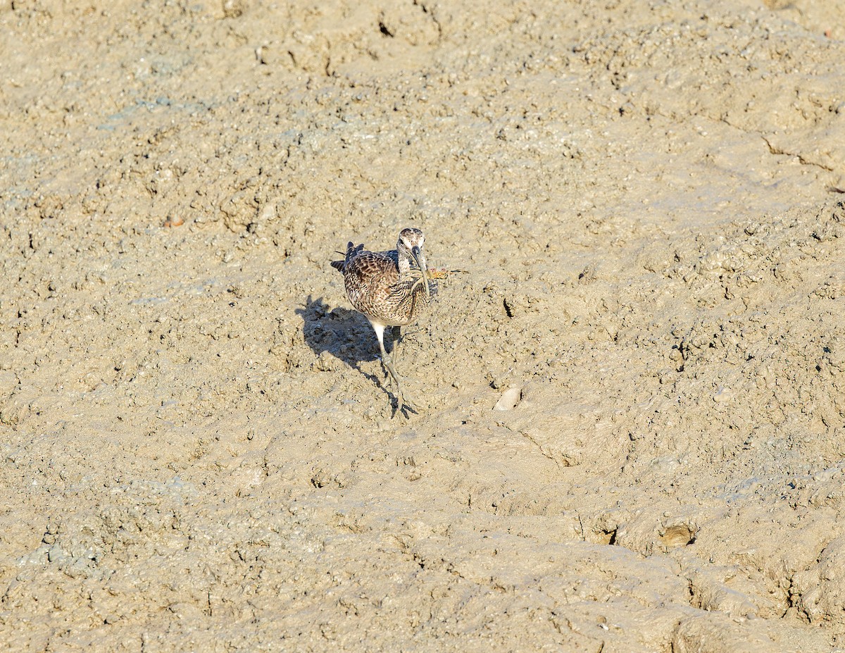Hudsonian Whimbrel - ML646580963