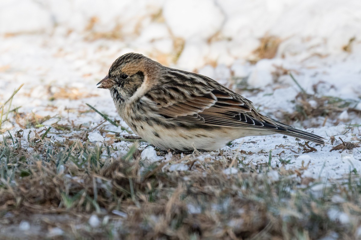 Lapland Longspur - ML646580964