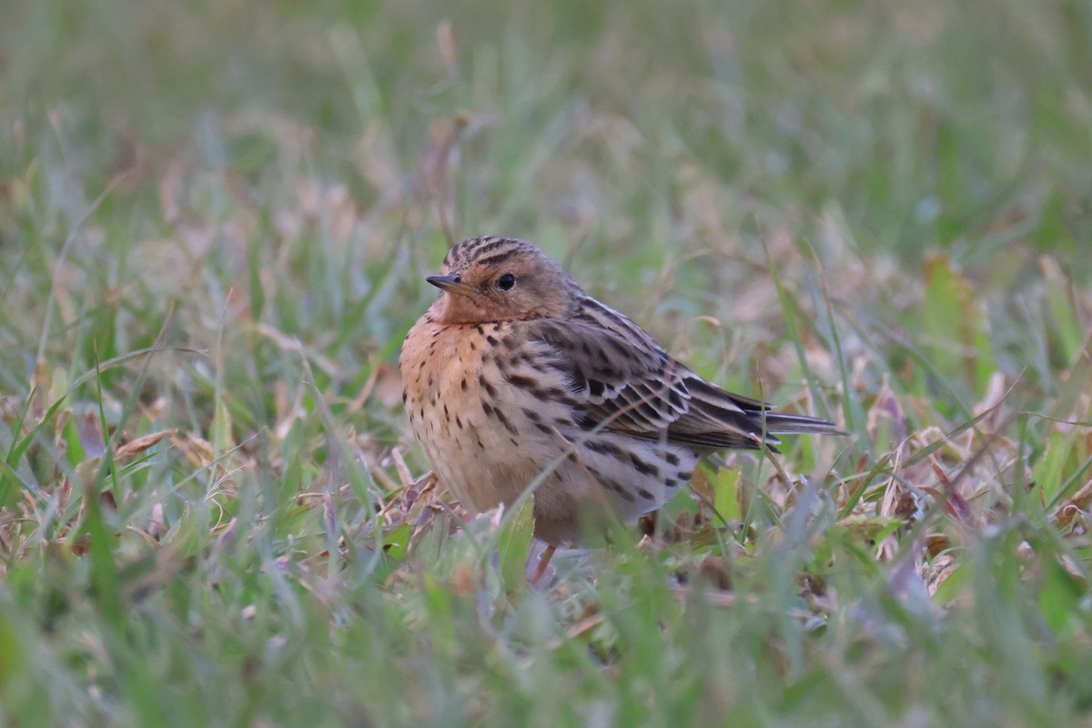 Red-throated Pipit - ML646580965