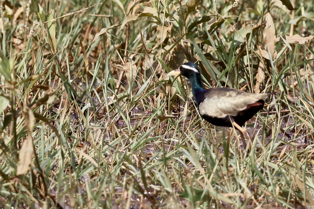 Bronze-winged Jacana - ML646580966