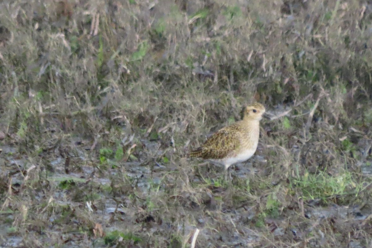 European Golden-Plover - ML646580969