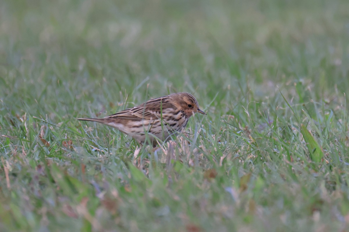 Pispola golarossa - ML646580974