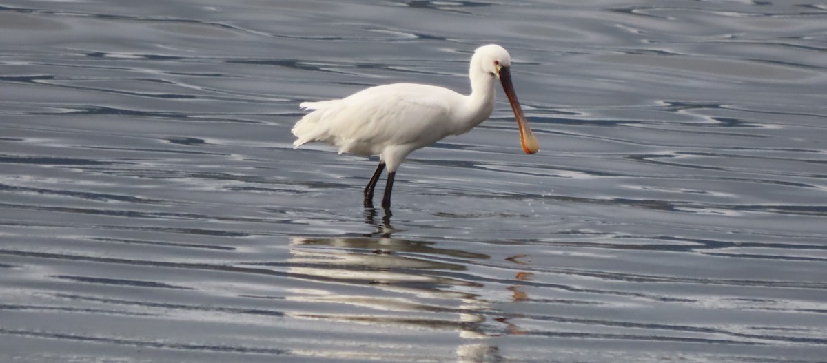 Eurasian Spoonbill - ML646580977