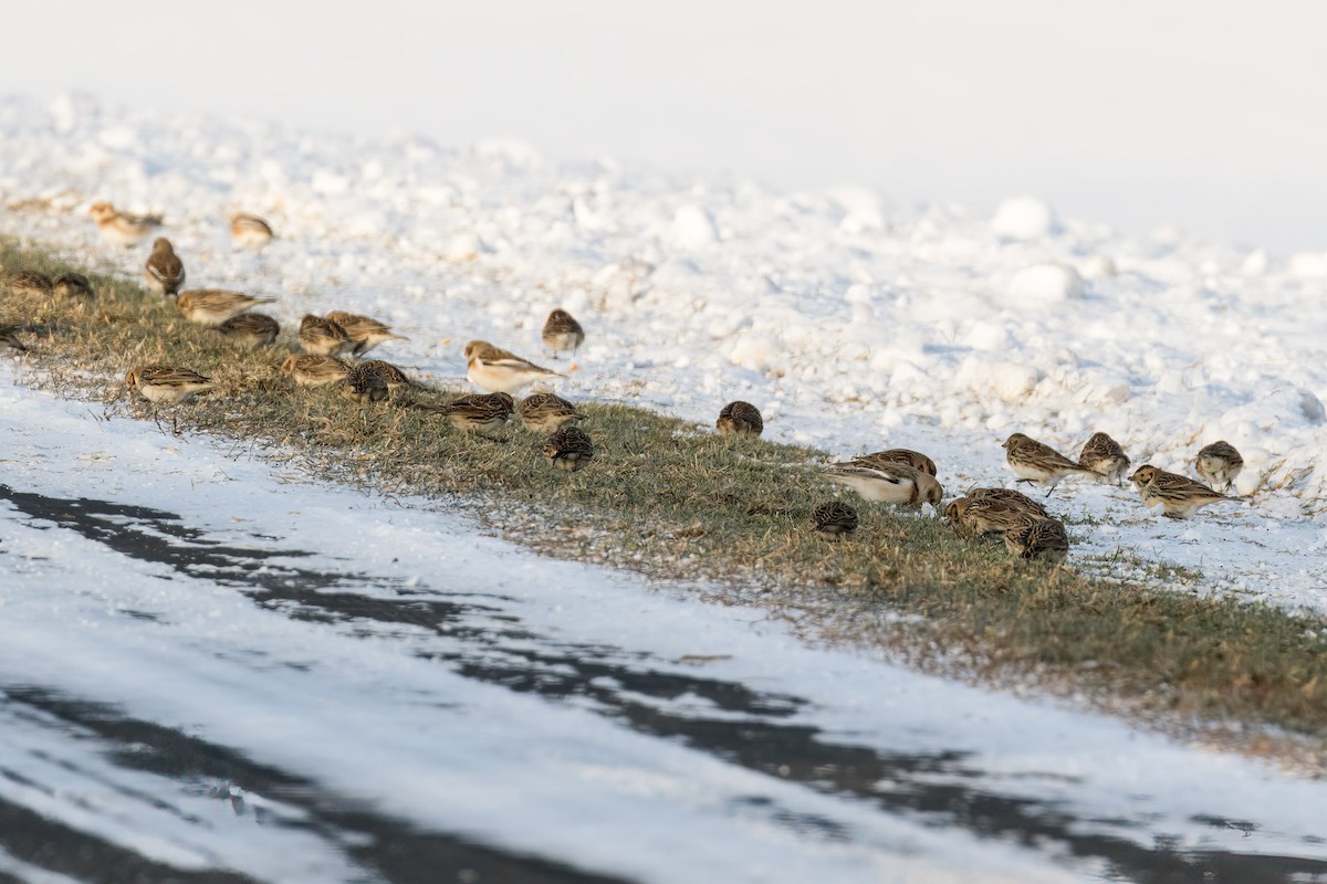 Zigolo della Lapponia - ML646580982