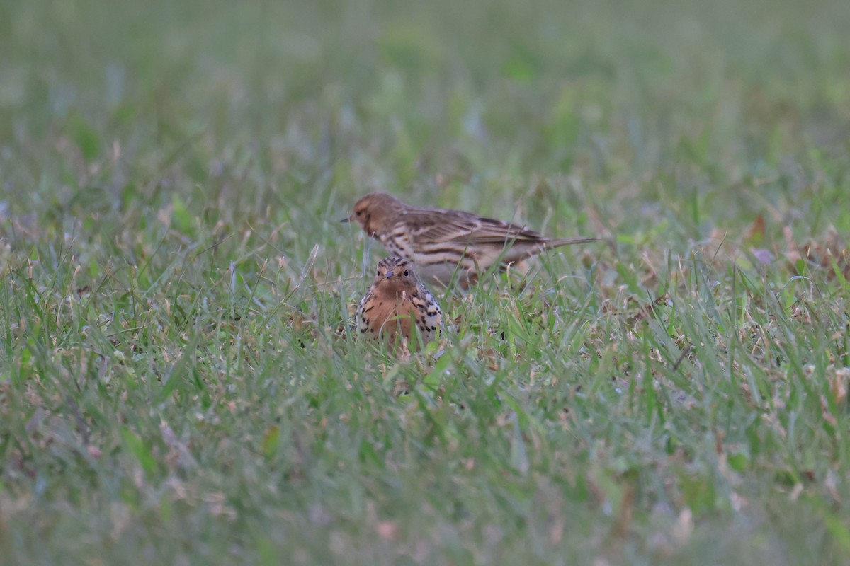 Pispola golarossa - ML646580983