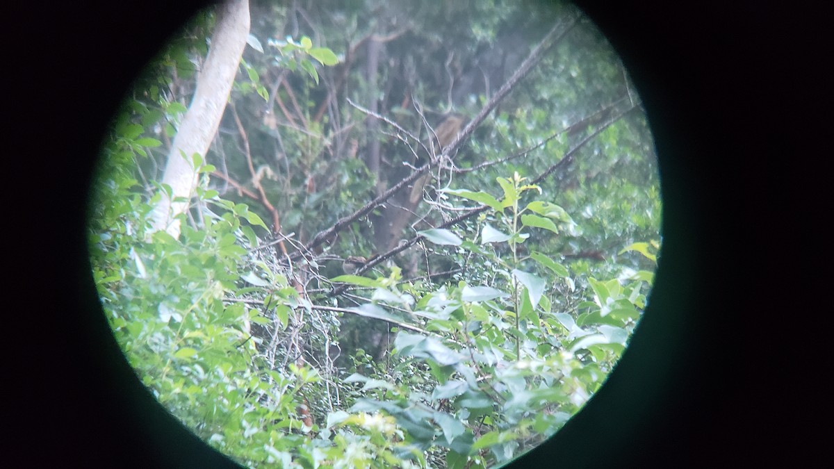 Thorn-tailed Rayadito - ML646580984