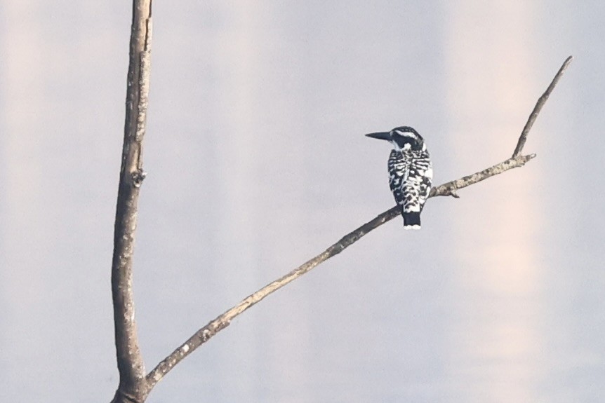 Pied Kingfisher - ML646580986