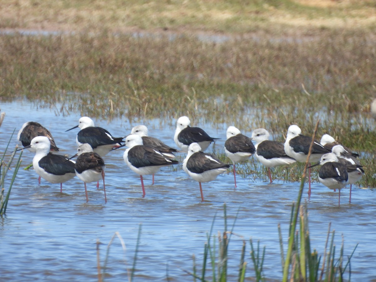 Zankaluze eurasiarra - ML646580987