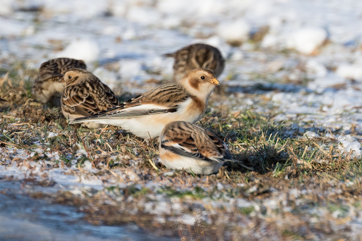 Zigolo delle nevi - ML646580988