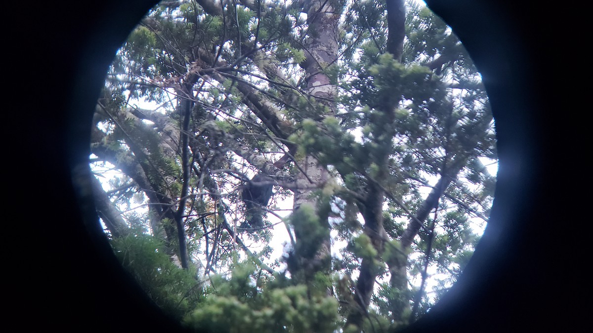 Austral Parakeet - ML646580989