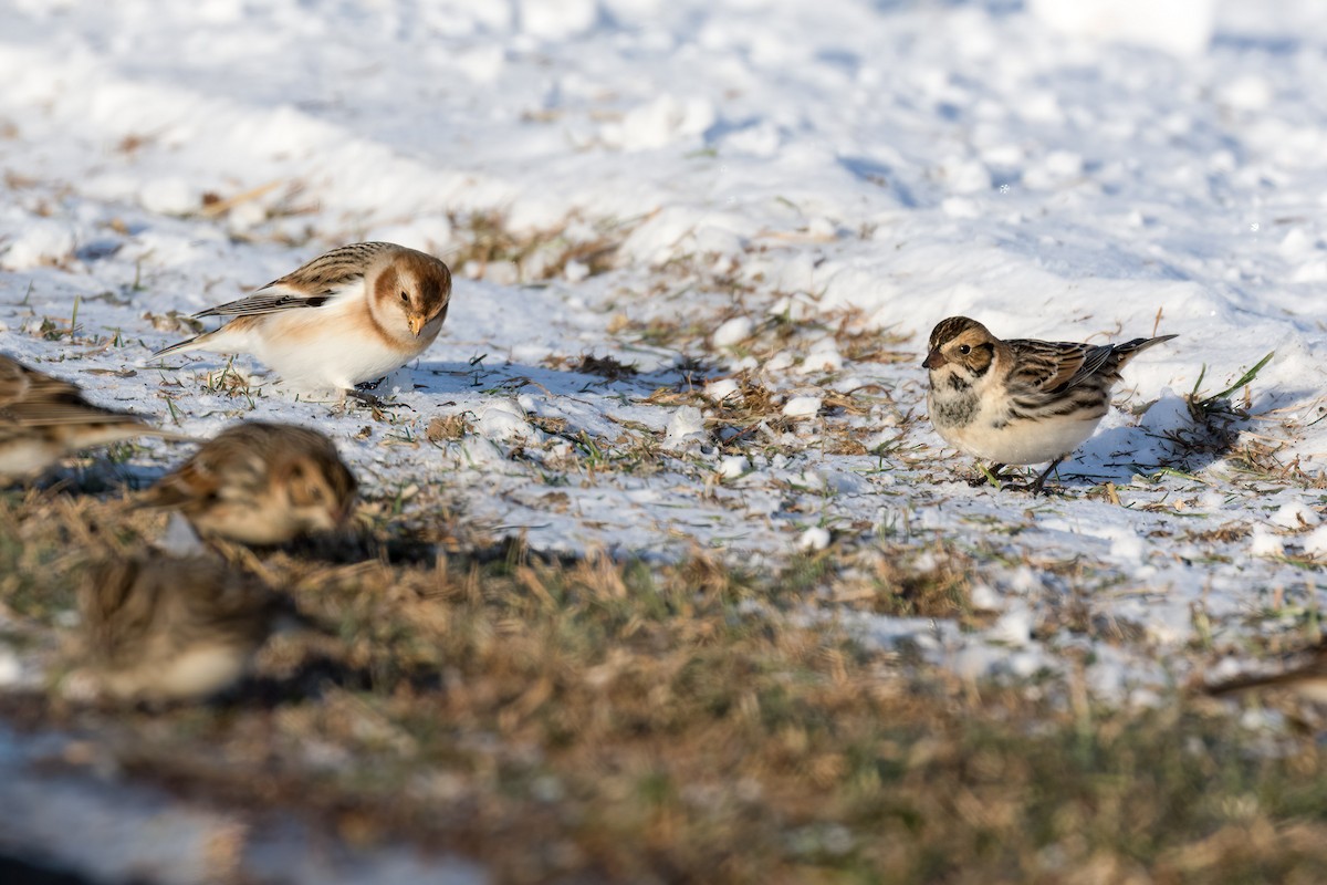 Zigolo delle nevi - ML646580990