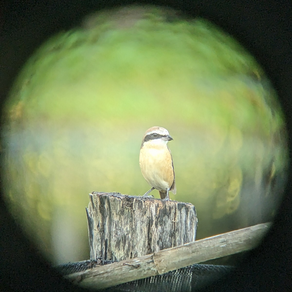 Brown Shrike - ML646580992