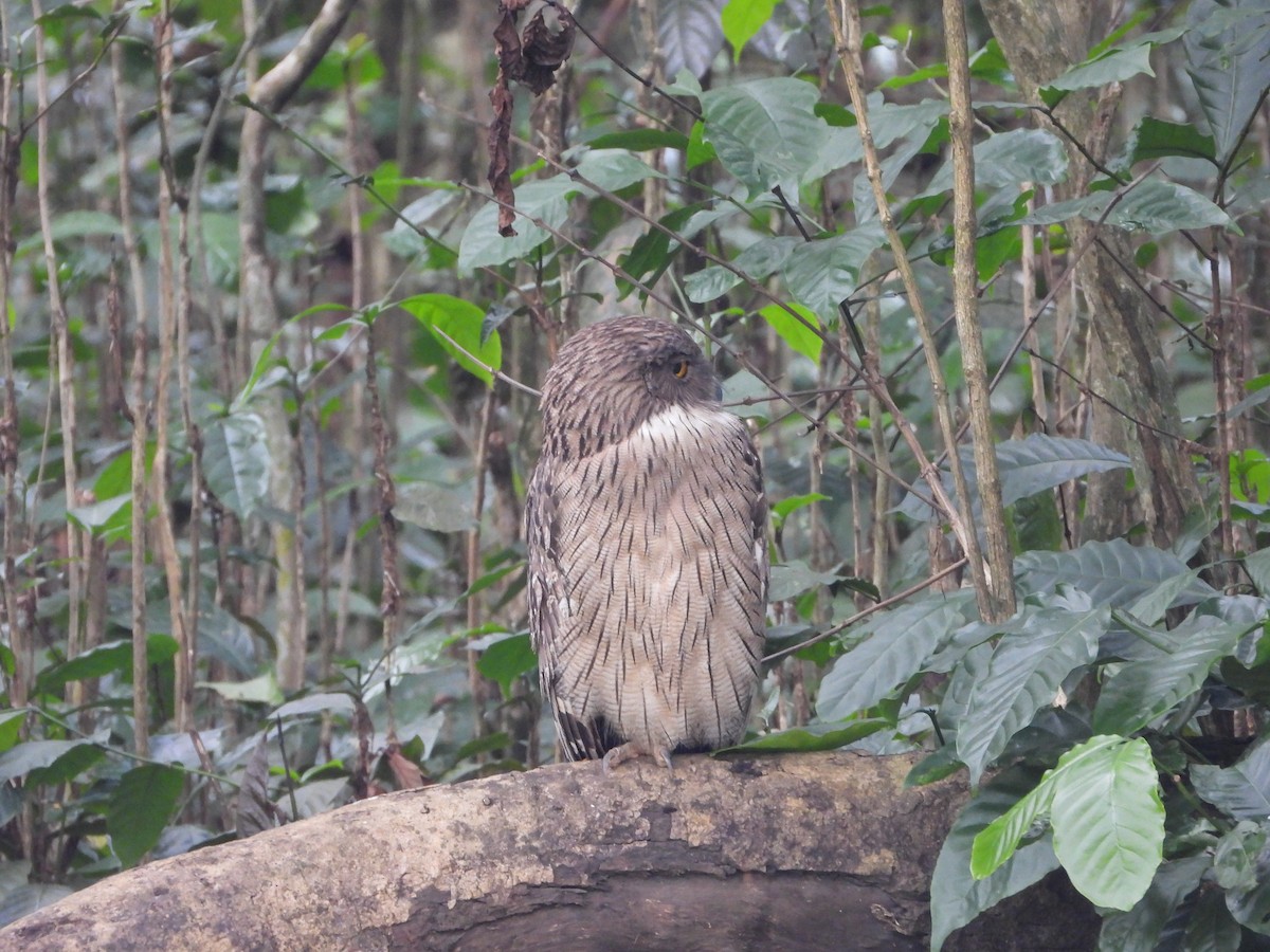 ketupa rybí - ML646580993