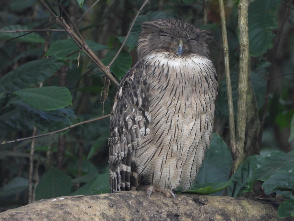 ketupa rybí - ML646580994