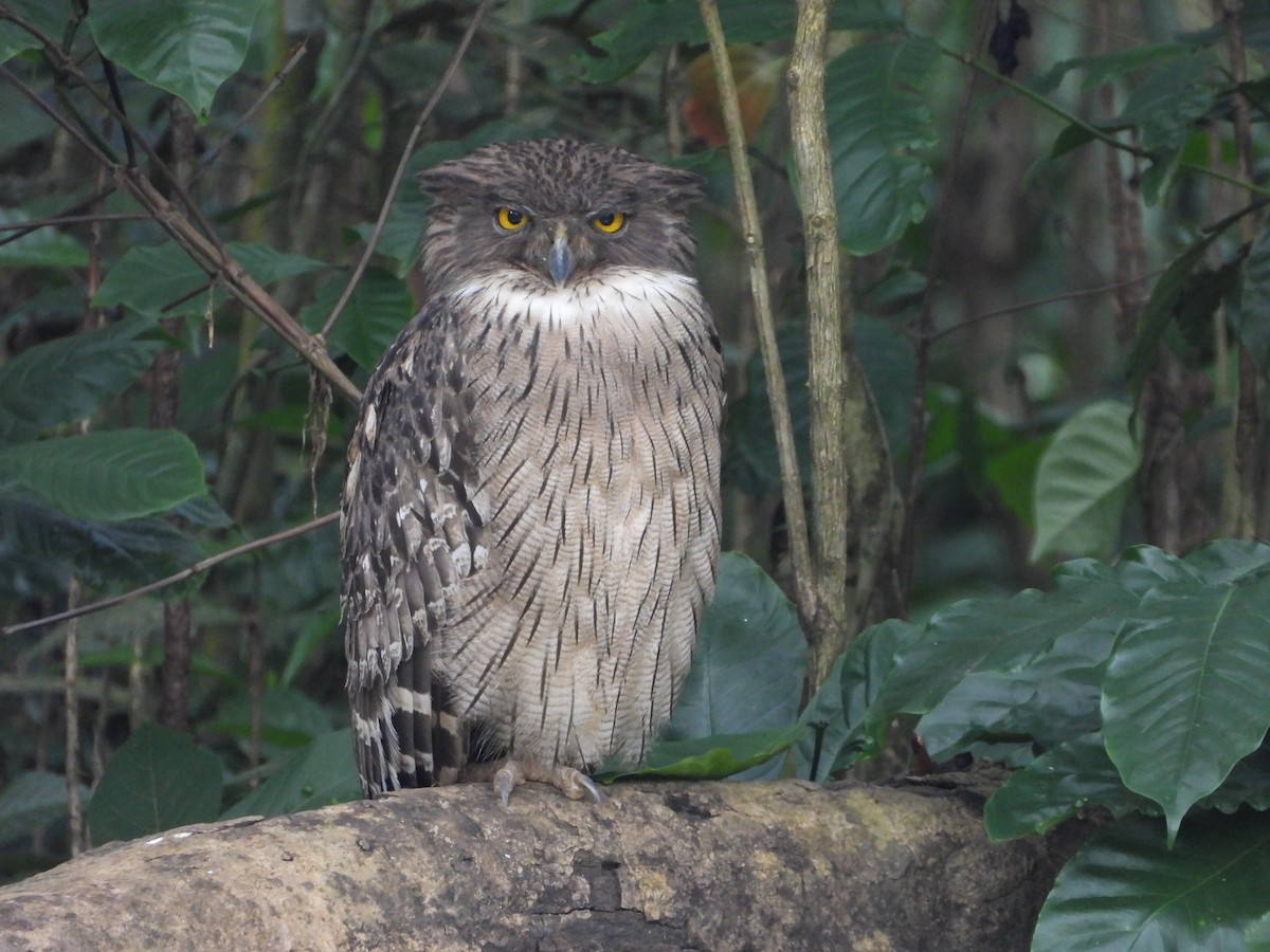 ketupa rybí - ML646580995