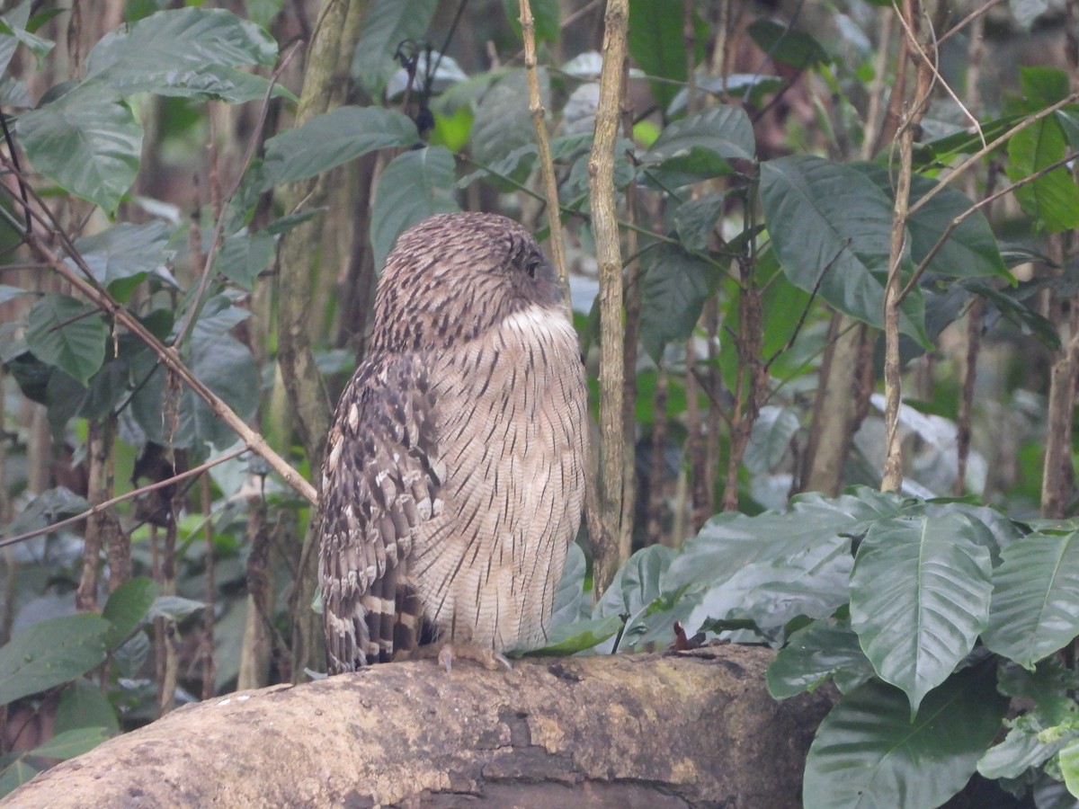 ketupa rybí - ML646580996