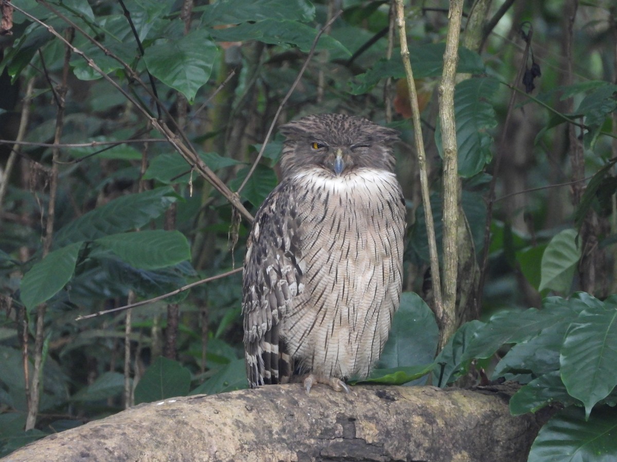 ketupa rybí - ML646580997