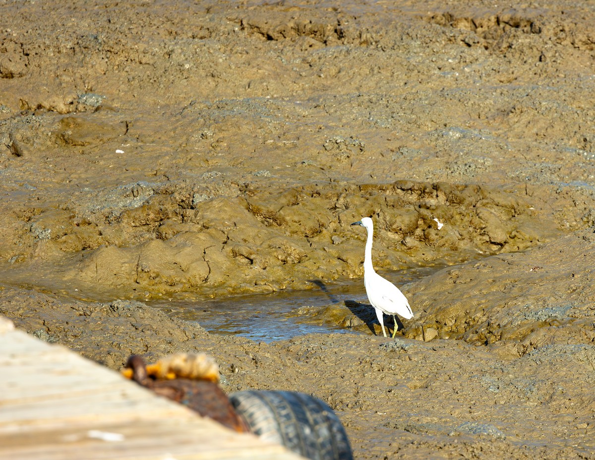 Aigrette bleue - ML646581008