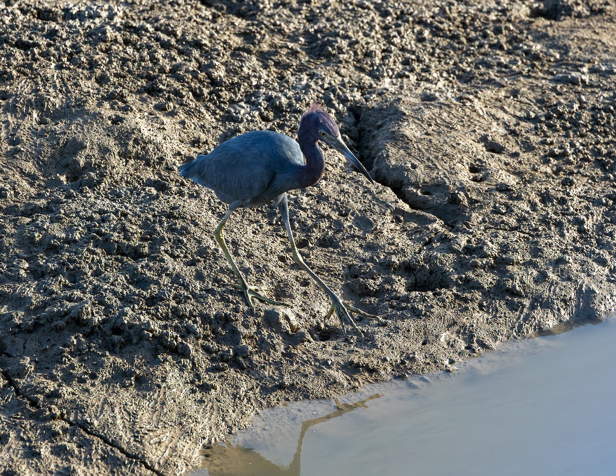 Aigrette bleue - ML646581011