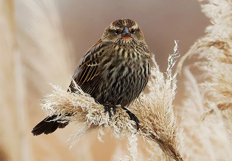 rødvingetrupial - ML646581014