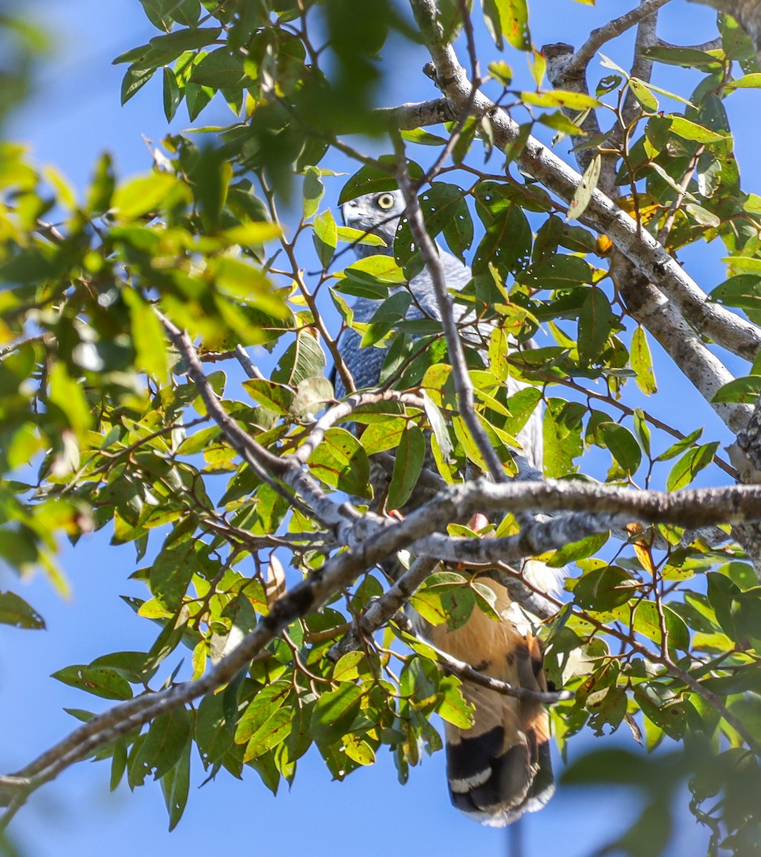 Crane Hawk - ML646581017