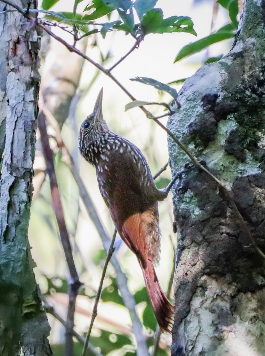 Striped Woodcreeper - ML646581019